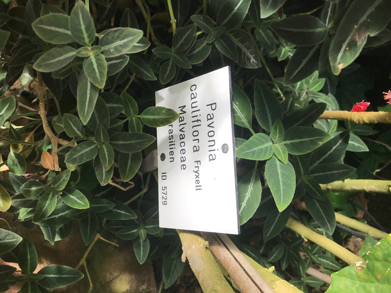 Pavonia cauliflora — photo 3 sur 4