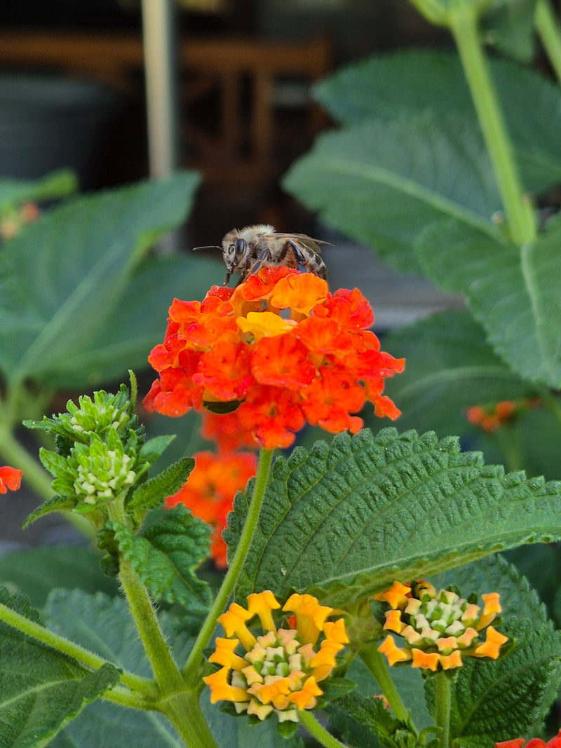 abeille poilue — Bild 1