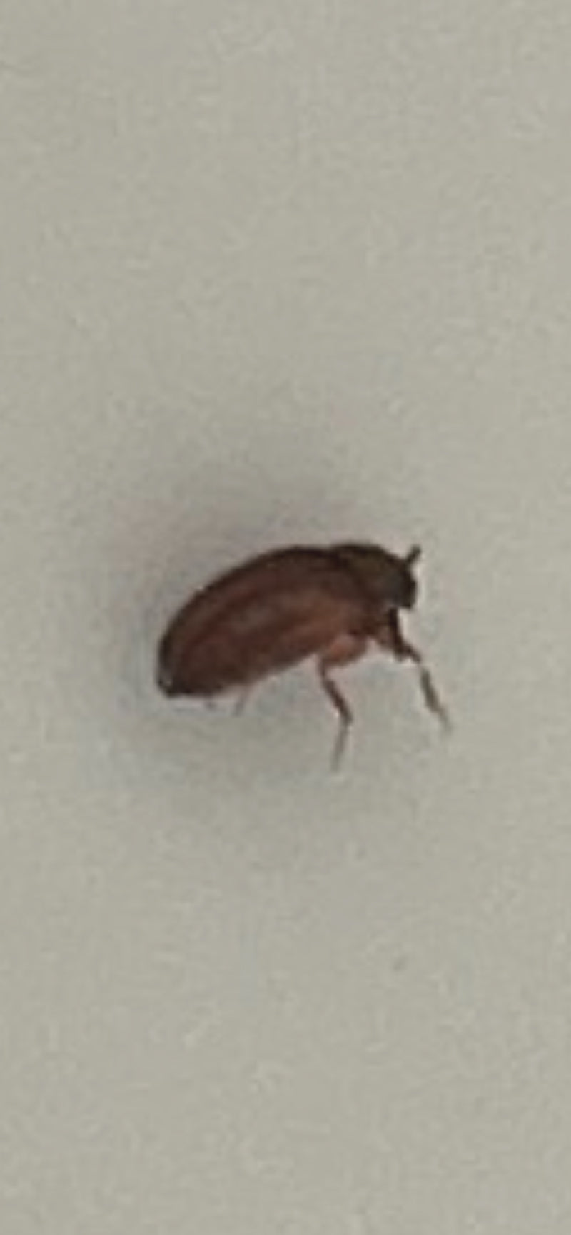 Un petit attagène est posé de profil sur une surface claire et unie. L'insecte reste immobile.