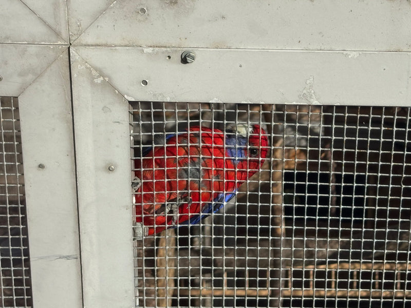 Une perruche de Pennant s'agrippe derrière le grillage d'une volière en regardant sur le côté.