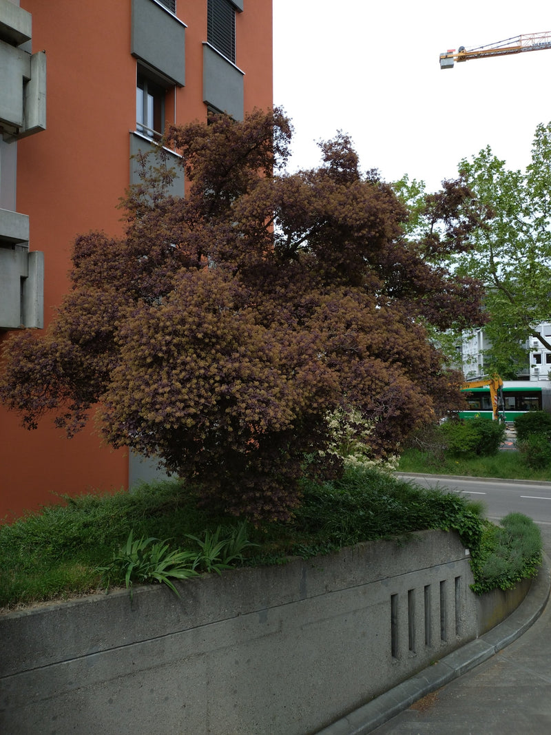 Buisson péruvien — Bild 1