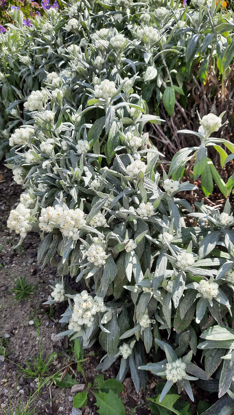 Fleur de paille perlée — Bild 1