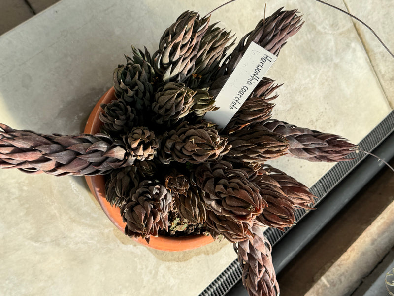 Un Haworthiopsis coarctata aux teintes sombres et aux nombreuses tiges allongées pousse dans un pot.