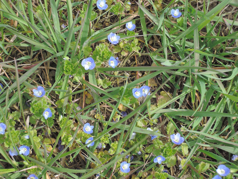 De nombreuses petites fleurs bleues de la véronique de Perse poussent parmi les brins d'herbe dans une prairie.