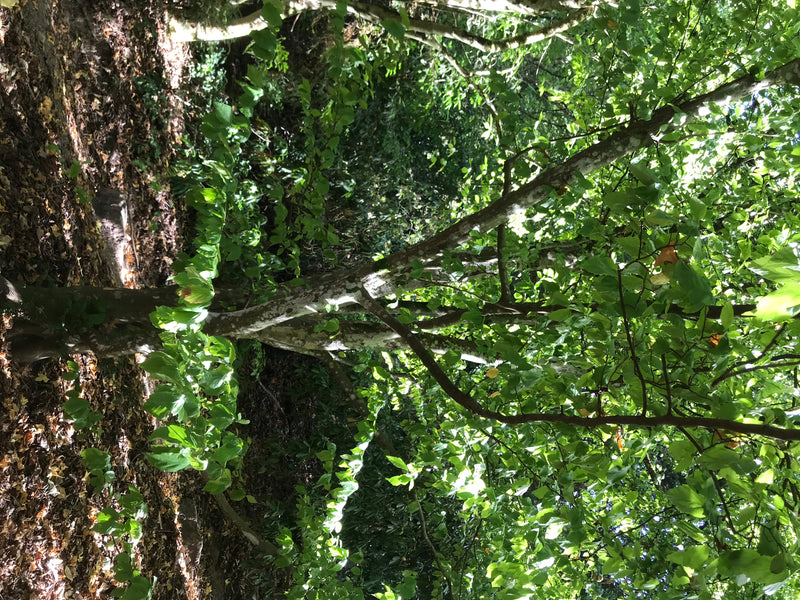 Persischer Eisenholzbaum — photo 2 sur 4
