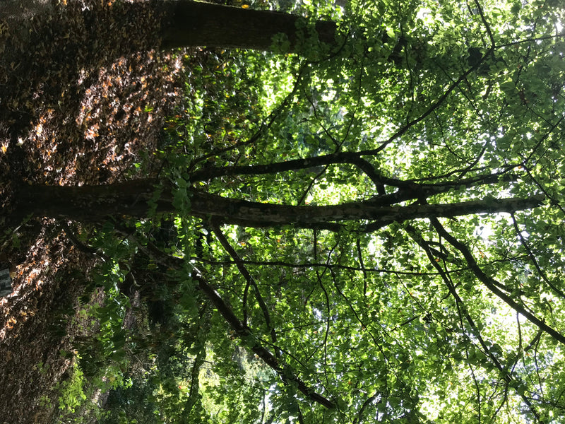 Persischer Eisenholzbaum — photo 1 sur 4