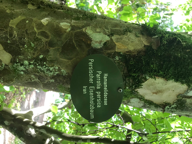 Persischer Eisenholzbaum — photo 4 sur 4