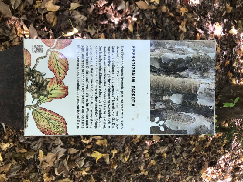 Persischer Eisenholzbaum — photo 3 sur 4