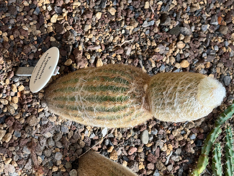 Peruanischer Greisenkaktus — photo 1 sur 1