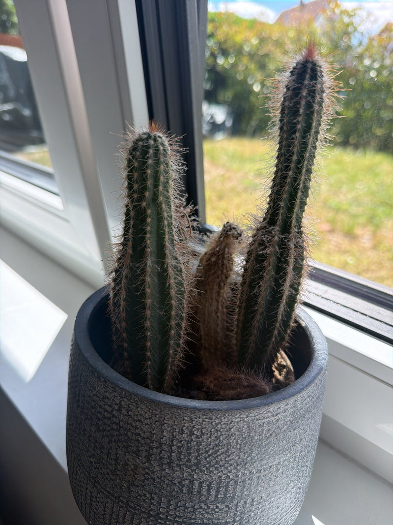 Cactus colonnaire péruvien — Bild 2