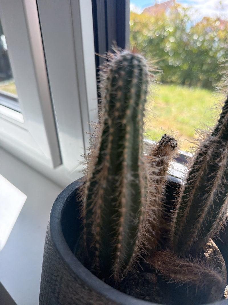 Cactus colonnaire péruvien — Bild 1