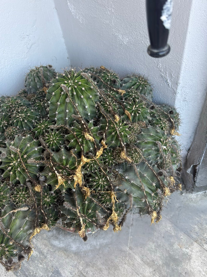 Cactus colonnaire péruvien — photo 3 sur 5