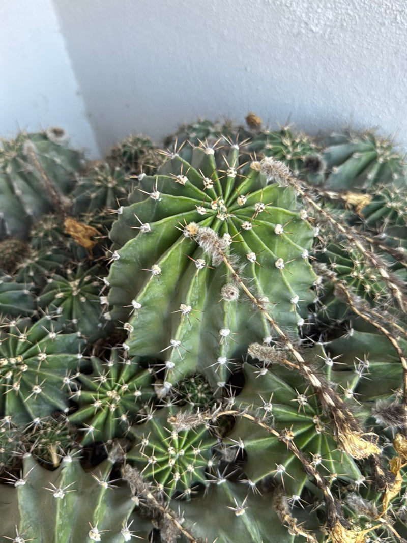 Cactus colonnaire péruvien — photo 1 sur 5