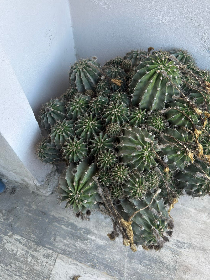 Cactus colonnaire péruvien — photo 2 sur 5