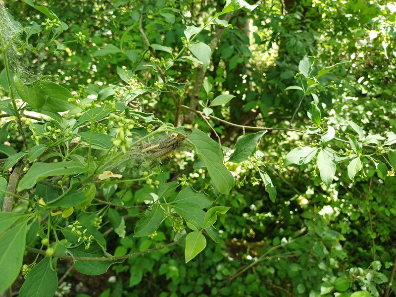 Papillon de nuit Pfaffenhütchen — Bild 1