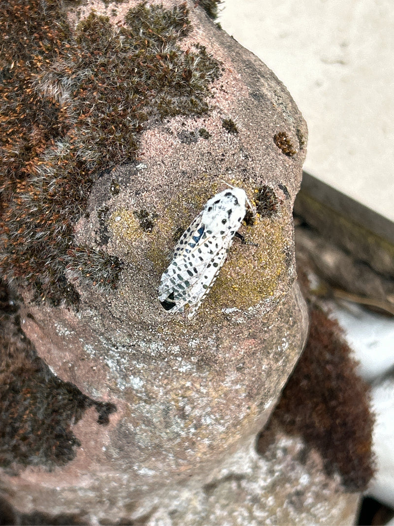 Papillon de nuit Pfaffenhütchen — photo 4 sur 12