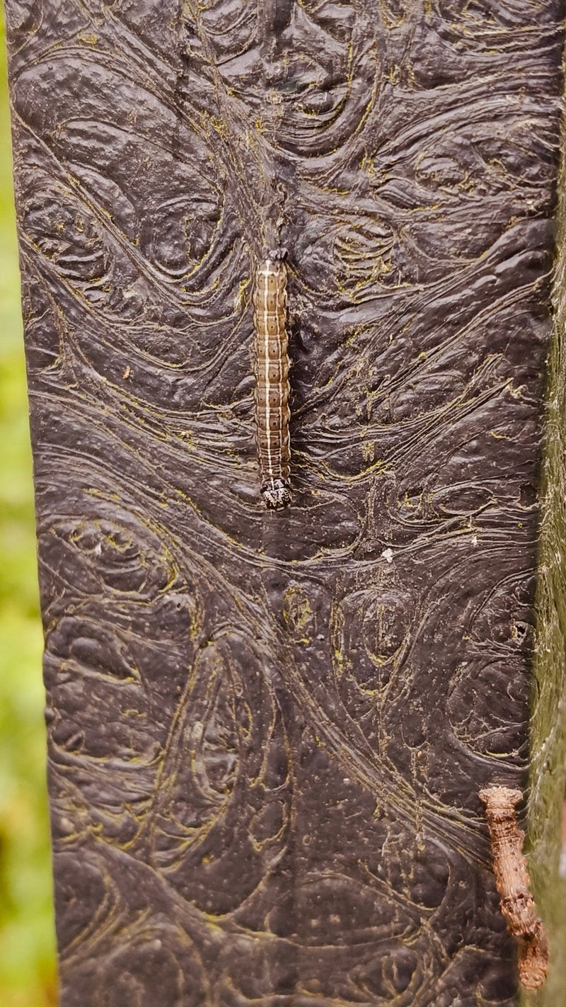 Papillon de nuit Pfaffenhütchen — Bild 1