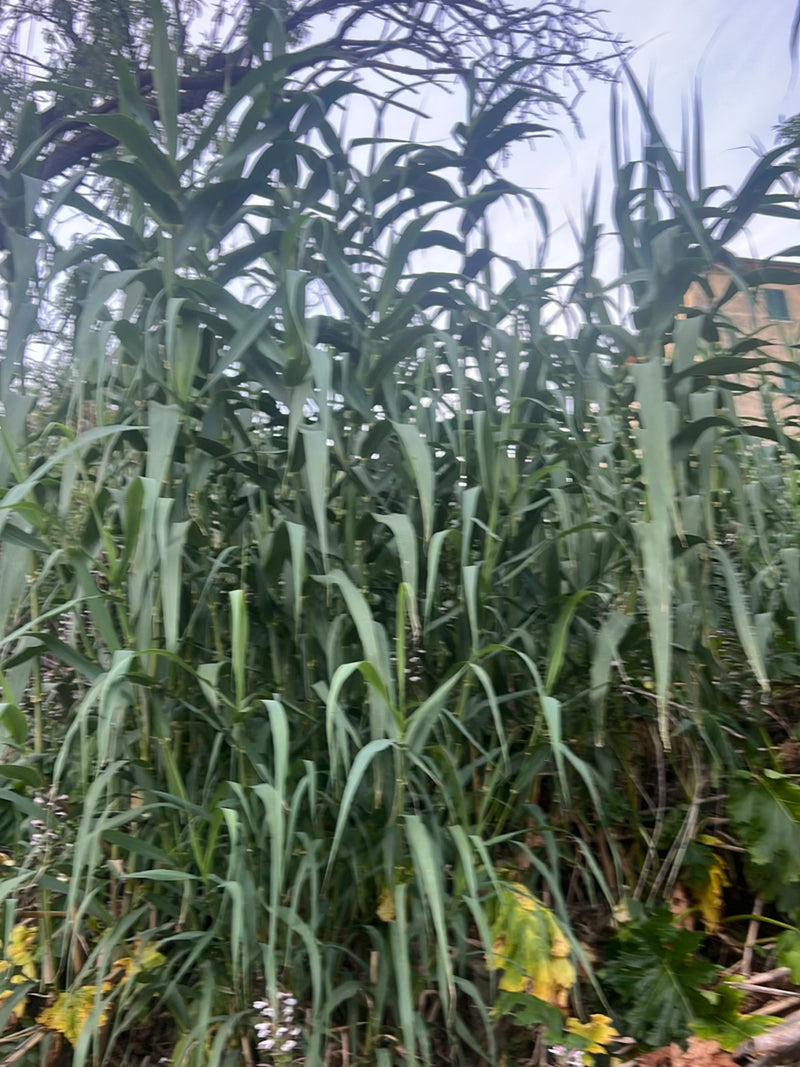 tuyau de pieux — Bild 1