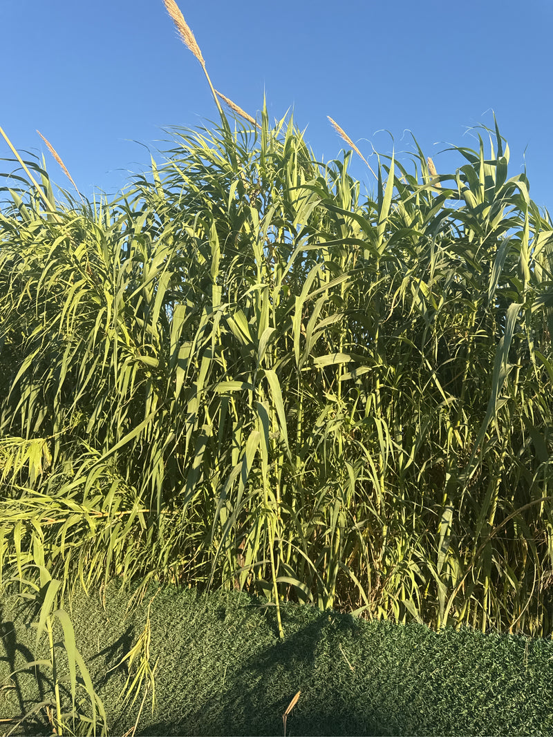 tuyau de pieux — photo 5 sur 11