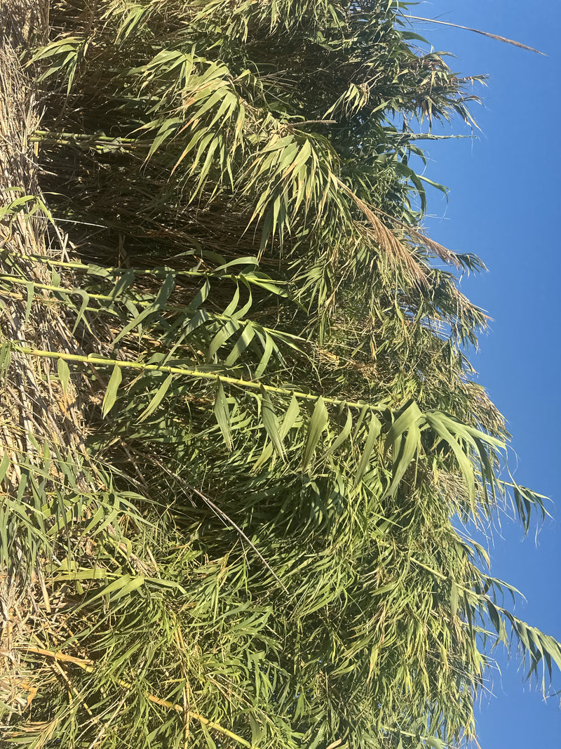 tuyau de pieux — photo 3 sur 11