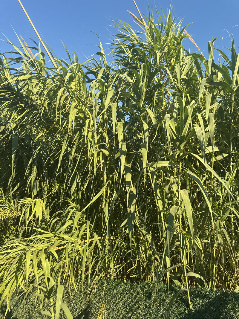 tuyau de pieux — photo 1 sur 11