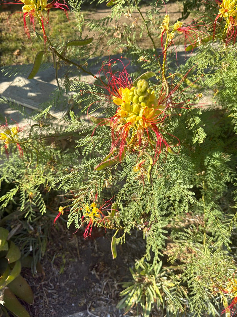 Buisson de paon — Bild 2