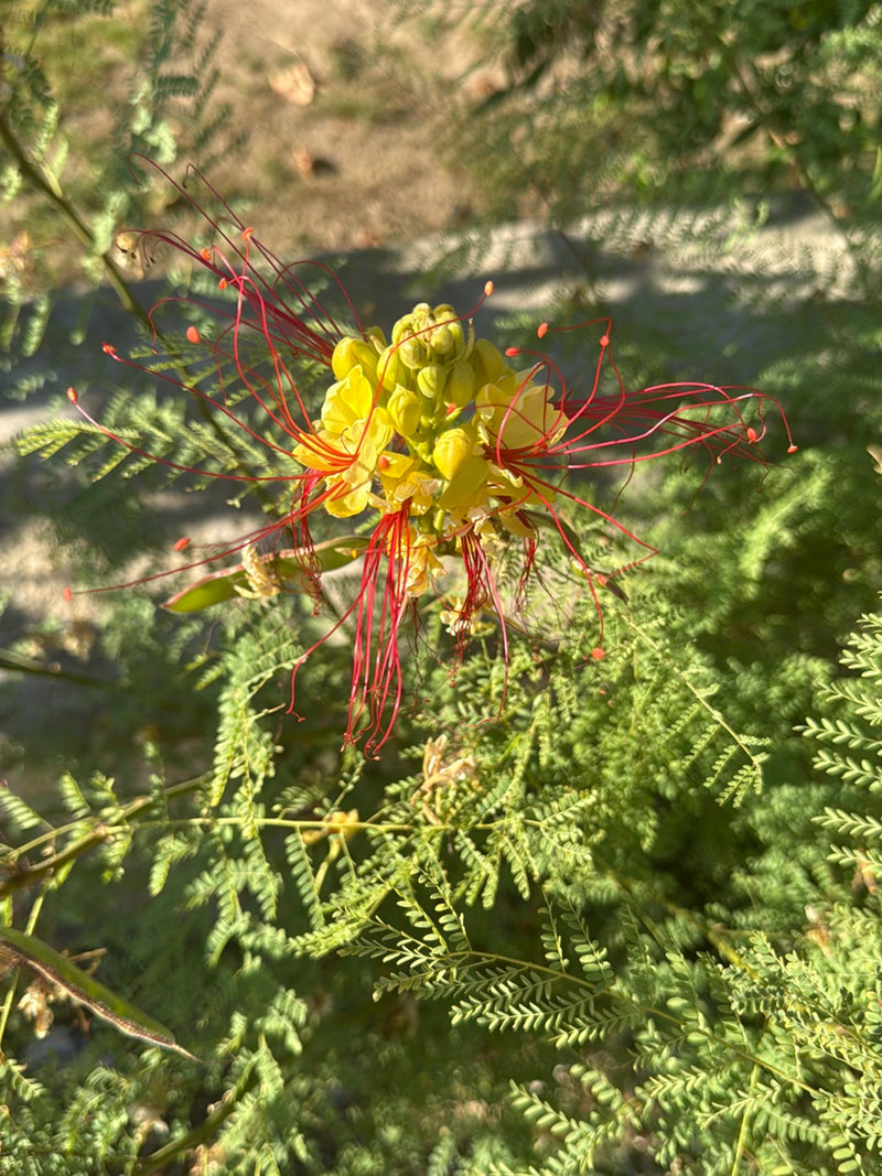 Buisson de paon — Bild 3