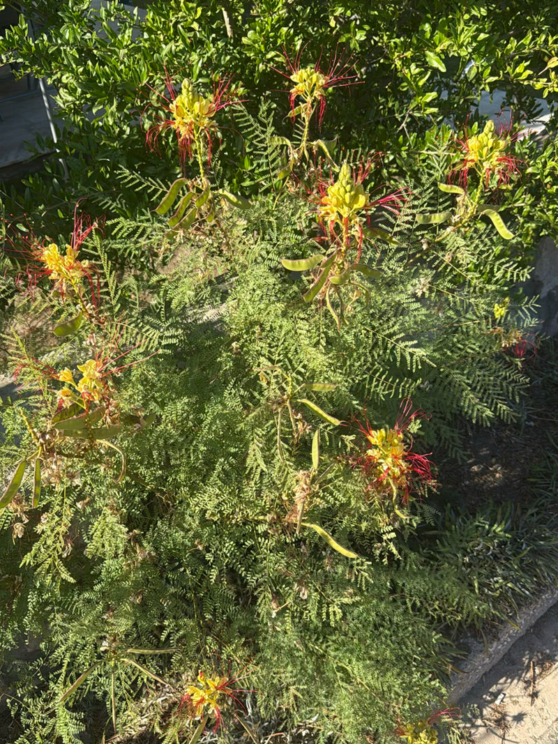Buisson de paon — Bild 1
