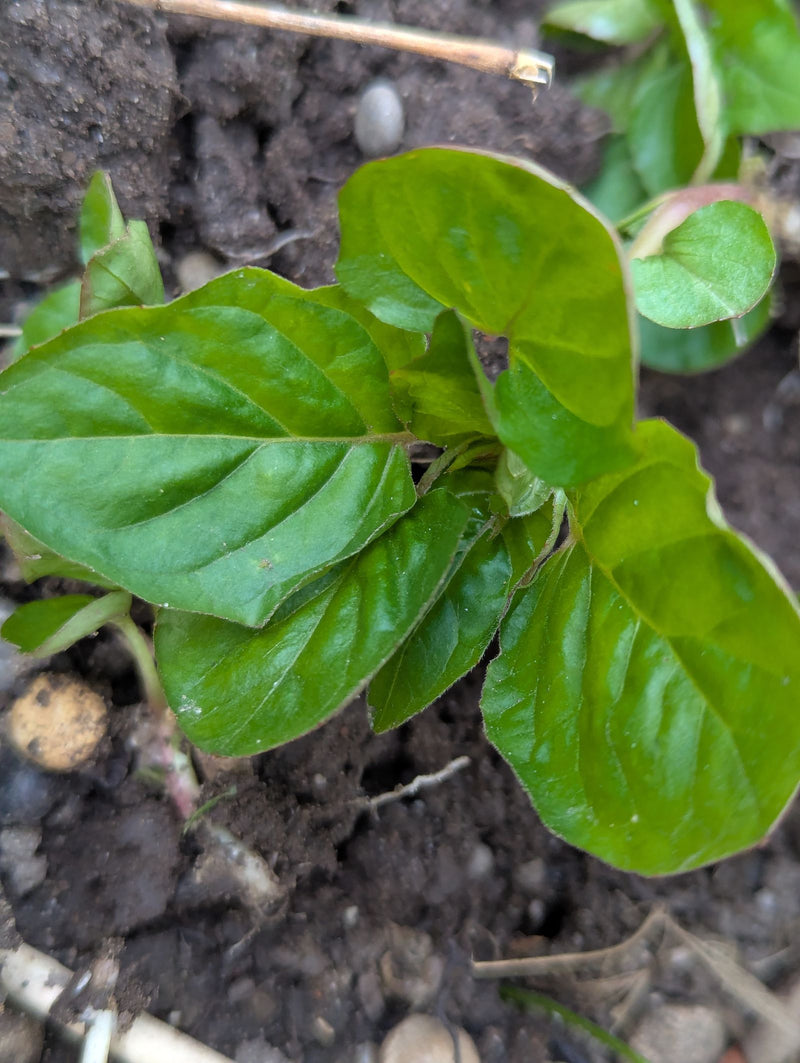 menthe poivrée — Bild 1