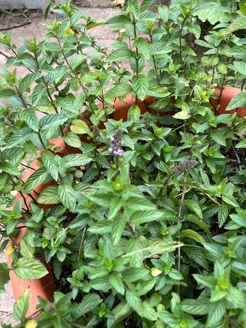 menthe poivrée — photo 1 sur 11