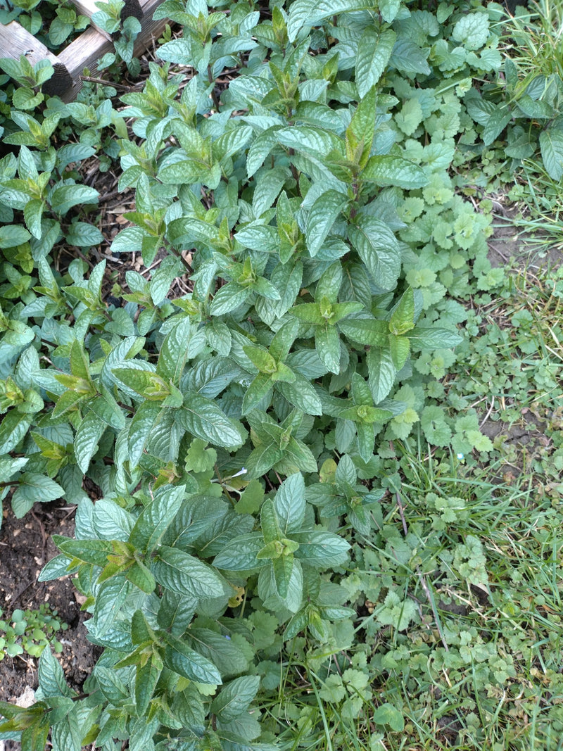 menthe poivrée — Bild 1