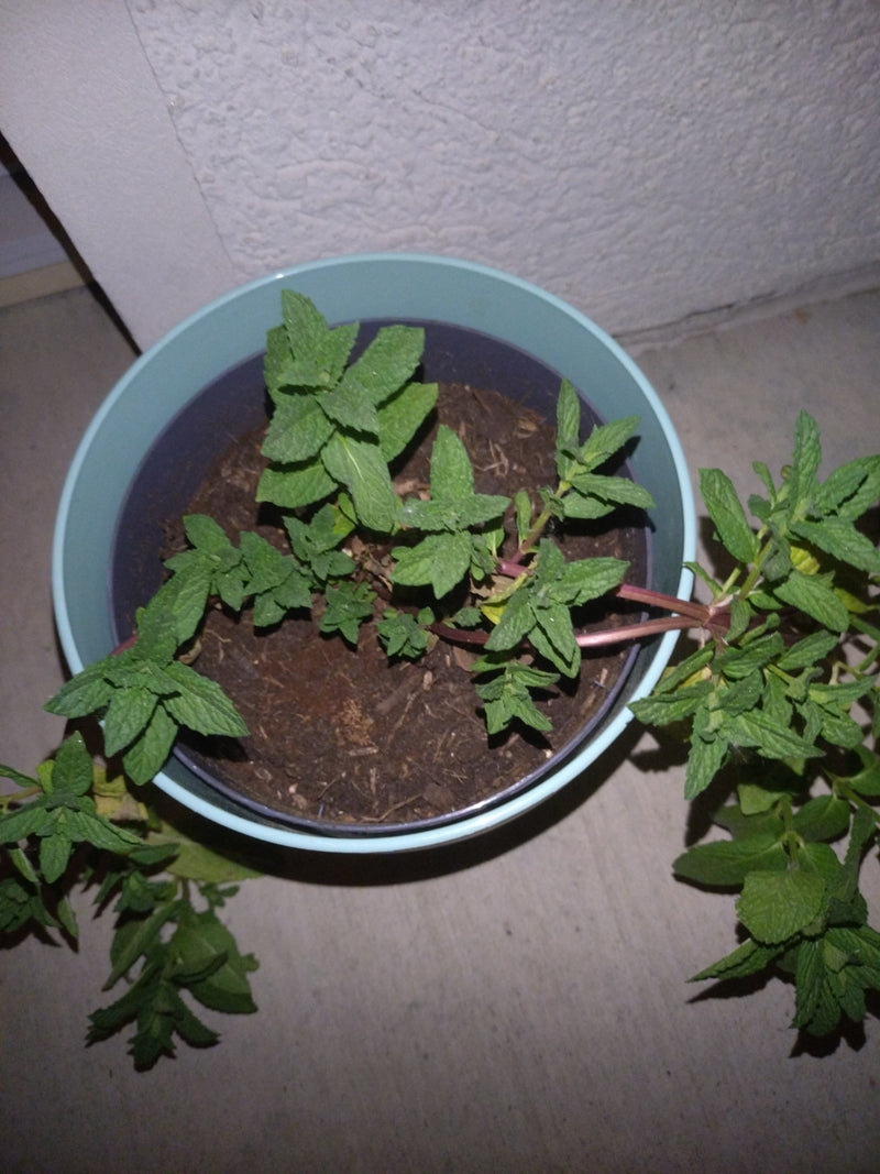 menthe poivrée — Bild 1