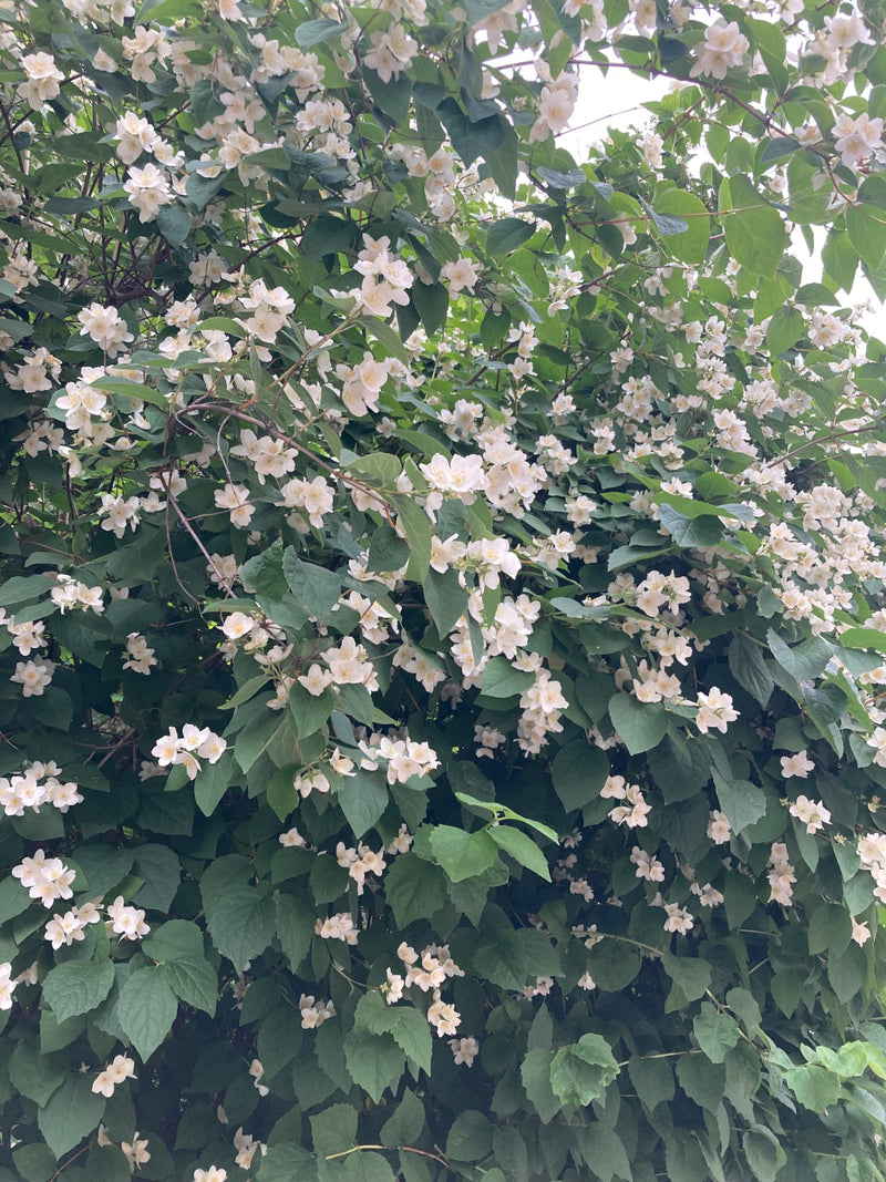 On aperçoit un seringat en fleurs doté de nombreuses fleurs blanches et de feuilles vertes. La photo montre une partie de cet arbuste dense de face.