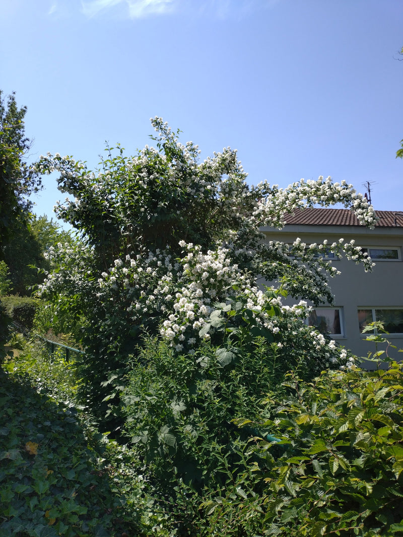 Un grand seringat richement fleuri se dresse dans le jardin devant un bâtiment. Les nombreuses fleurs blanches contrastent nettement avec le feuillage vert.