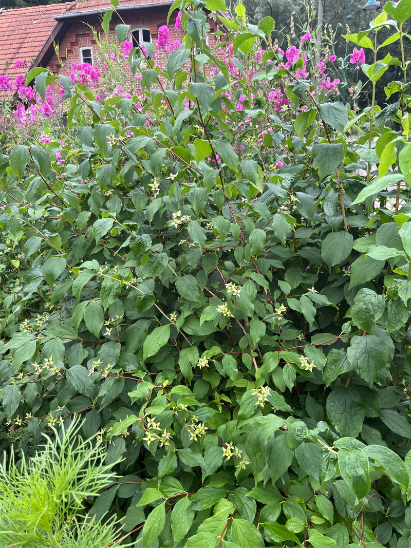 L'image montre un arbuste de jasmin des poètes dense avec de nombreuses feuilles vertes et des inflorescences fanées devant un bâtiment. La plante remplit to...