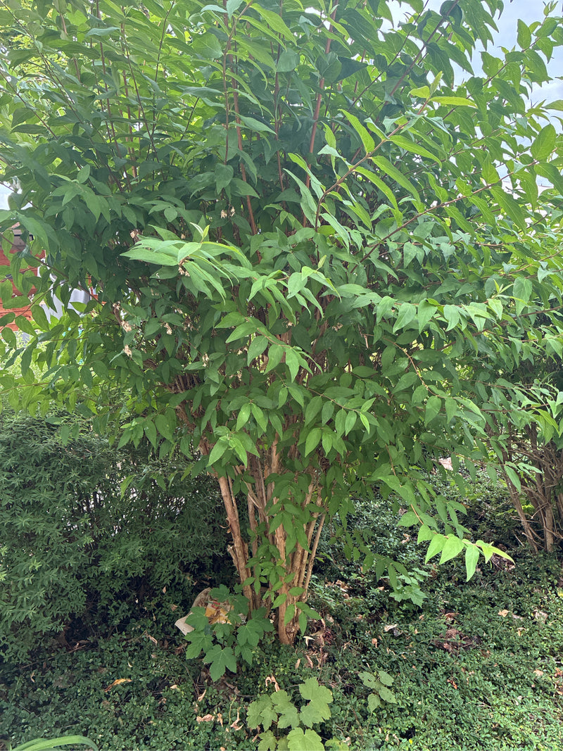 On peut voir un faux-oranger dense avec de nombreuses feuilles vertes et des branches brunes dans un jardin.