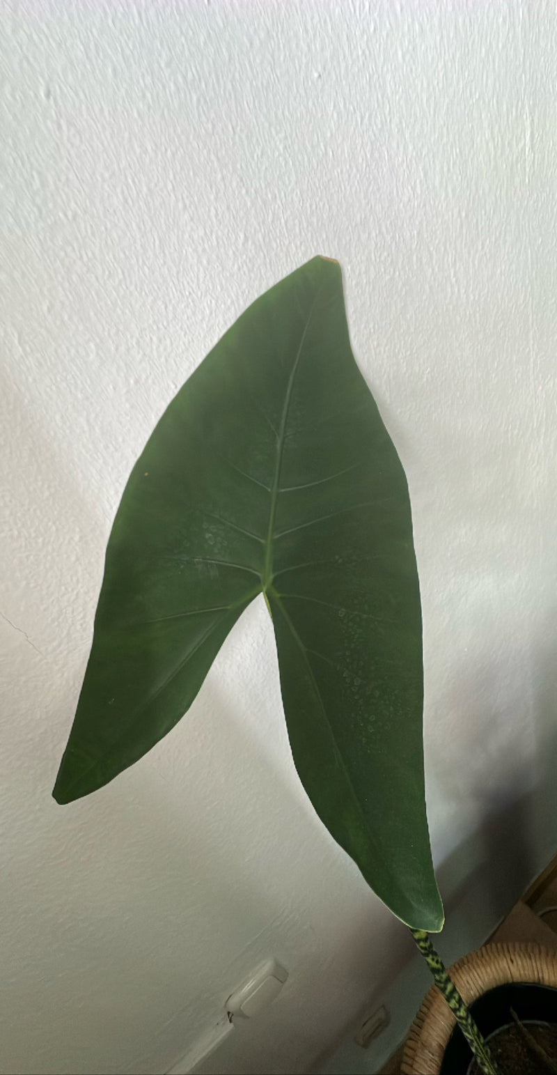 Feuille de flèche — Bild 1