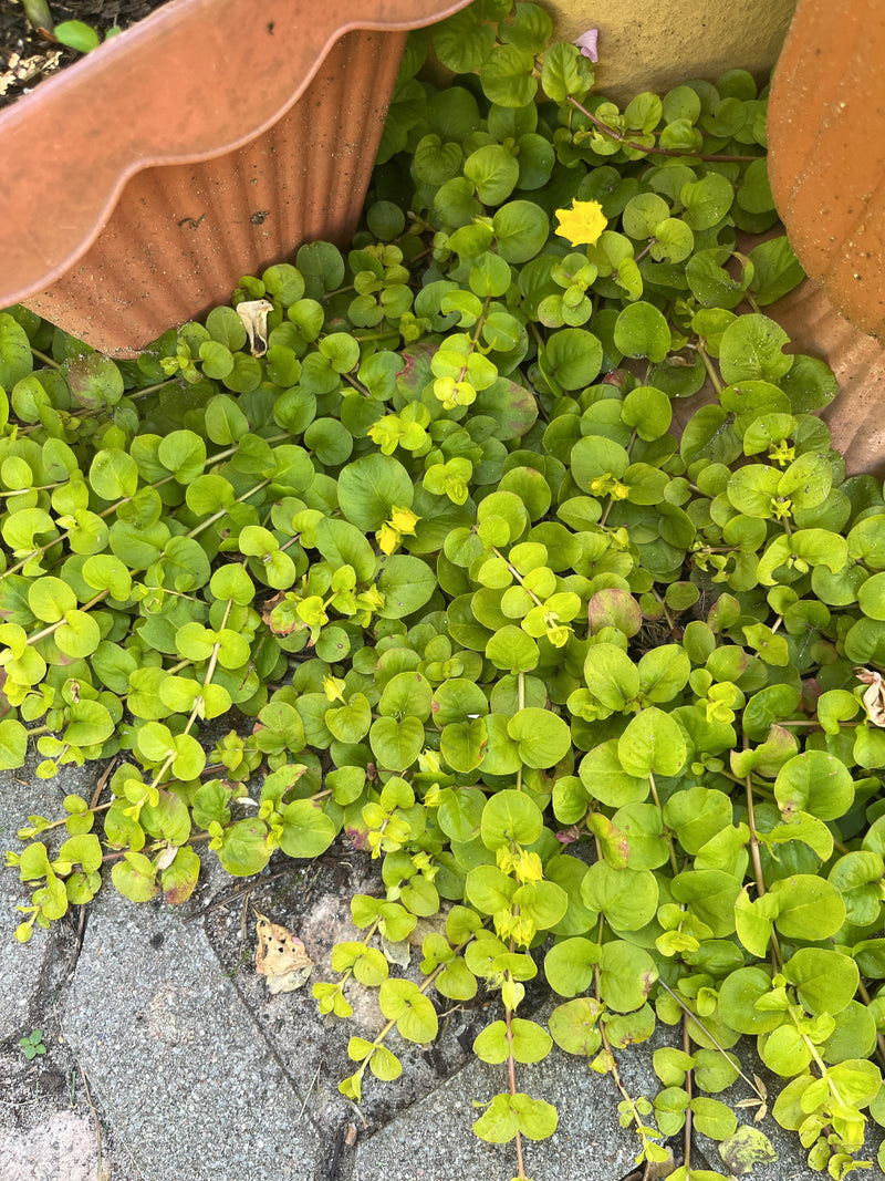 Hydrocotyle — Bild 1