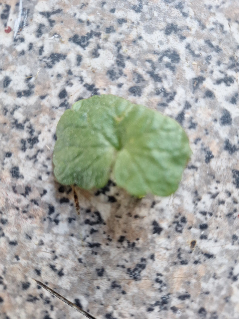 On voit une seule feuille arrondie de la lysimaque nummulaire posée sur un sol en pierre à motifs. La forme typique de la feuille et ses nervures sont bien v...
