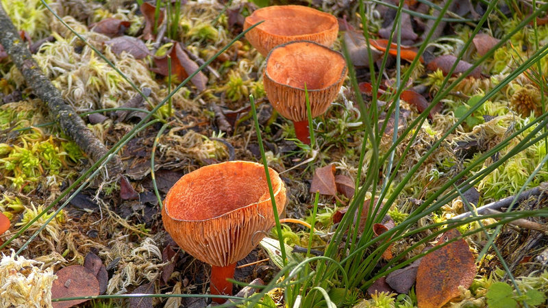 Plusieurs hygrophores chanterelle orange rougeâtre et en forme d'entonnoir poussent au sol parmi la mousse et les brins d'herbe.