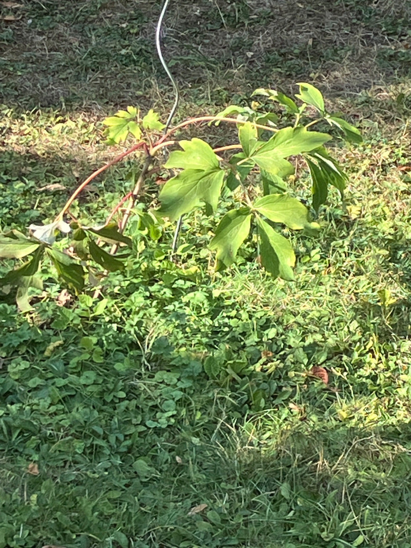 On aperçoit une jeune pivoine avec ses feuilles vertes typiquement divisées. Elle pousse sur une pelouse.