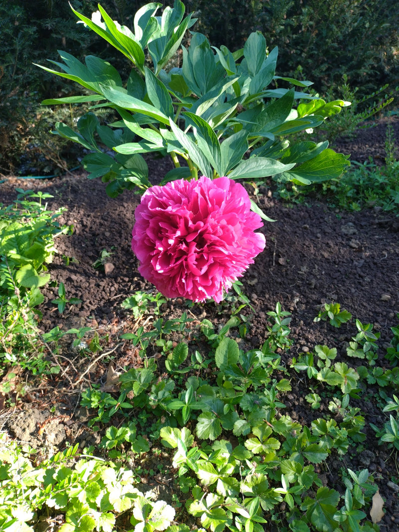 Pivoine — Bild 2