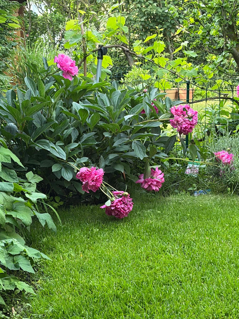 On peut voir un magnifique buisson de pivoines aux grandes fleurs roses et au feuillage vert luxuriant. La plante se trouve dans un jardin devant une pelouse.