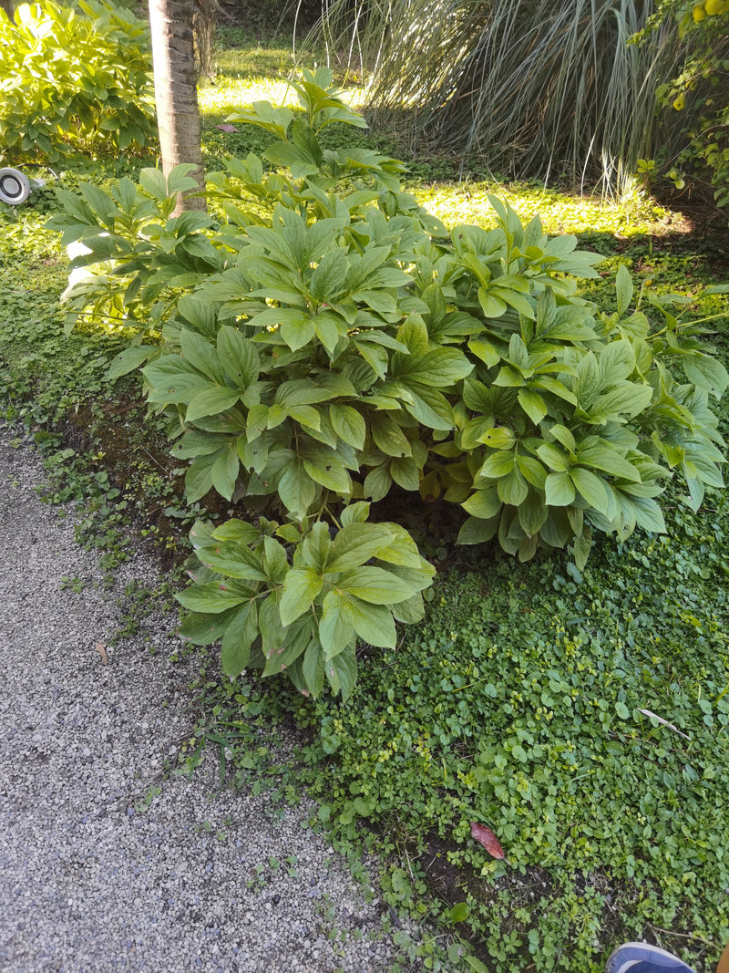On peut voir une pivoine saine avec un feuillage vert luxuriant dans le jardin. La plante pousse dans un parterre ombragé à côté d'un chemin.