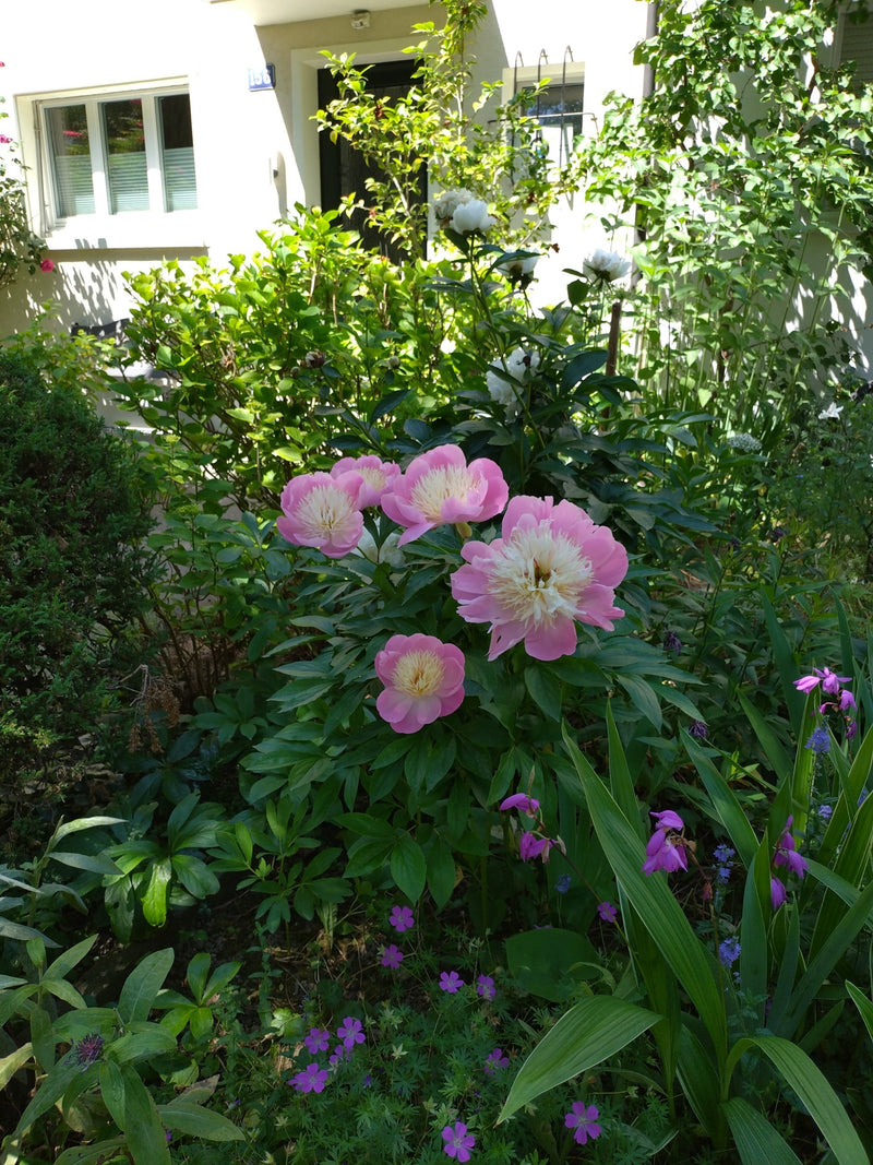 L'image montre plusieurs fleurs de pivoine roses avec un centre plus clair dans un parterre de jardin luxuriant. La plante se trouve devant une maison et est...