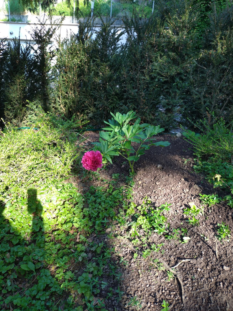 Pivoine — Bild 1