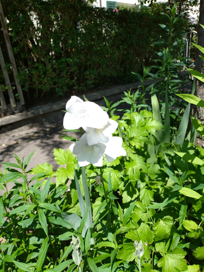 Jacinthe des bois — Bild 1