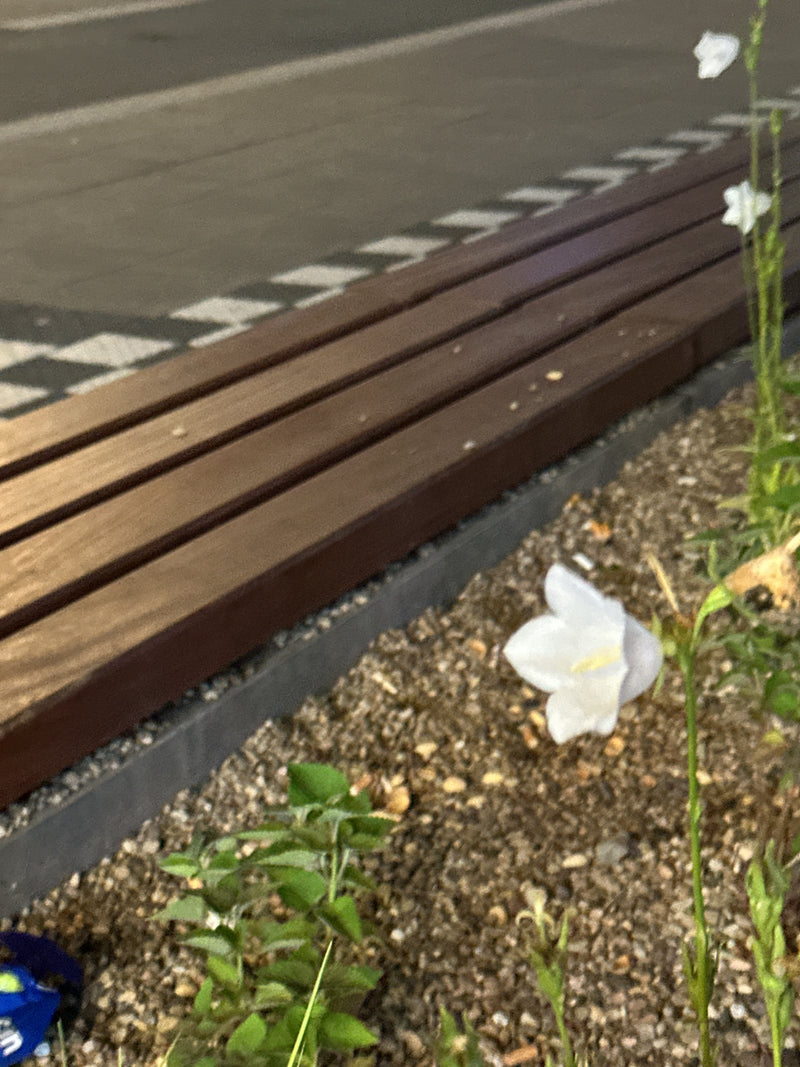 On peut voir une campanule blanche poussant à côté d'un banc en bois sur un lit de gravier. Les fleurs typiques en forme de cloche se dressent sur de fines t...