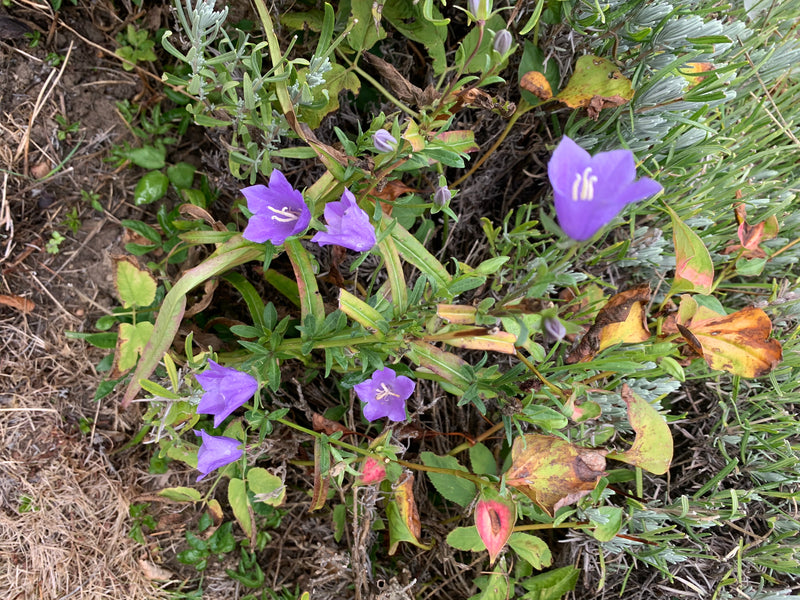 L'image montre plusieurs fleurs violettes d'une campanule entourées de verdure et de terre. Les plantes poussent près du sol dans un environnement naturel.