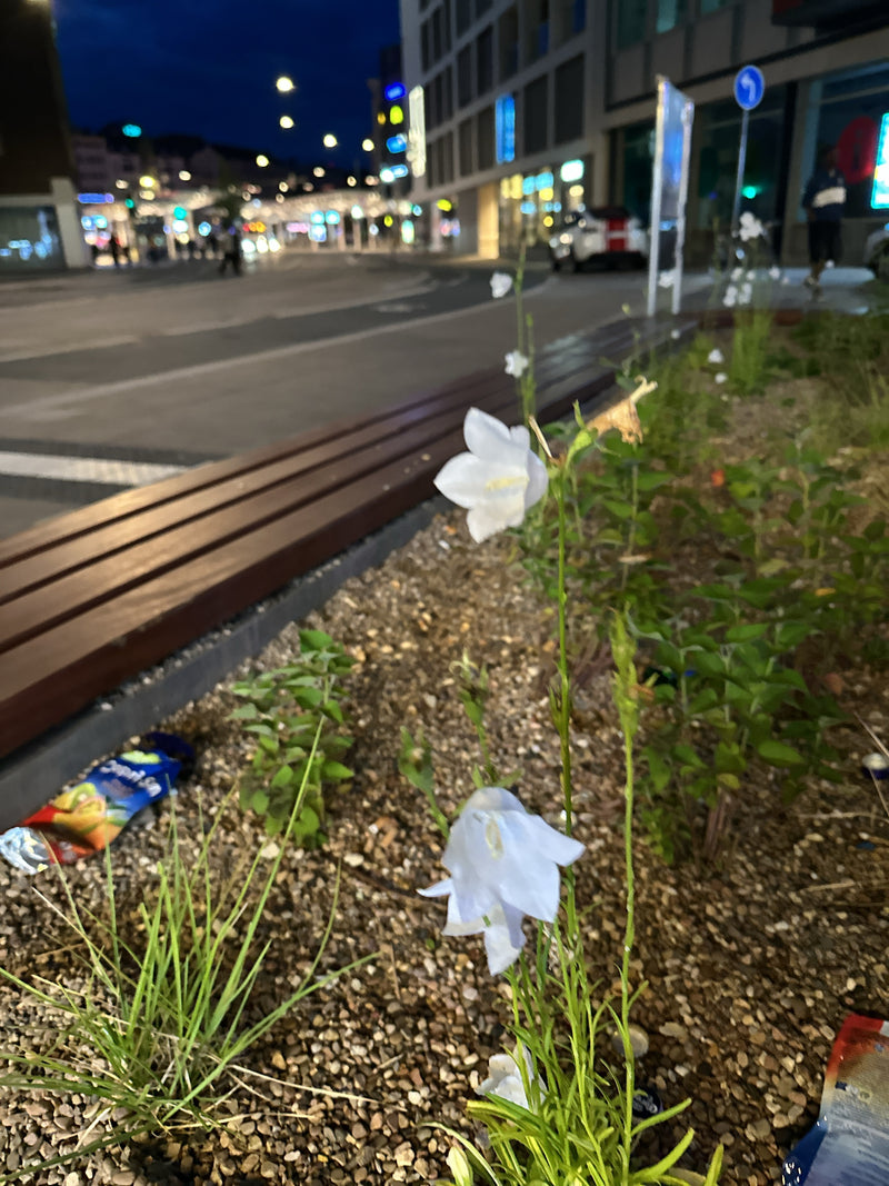 On y voit une campanule en fleurs avec des fleurs blanches dans un parterre urbain la nuit. Des lampadaires et des bâtiments brillent à l'arrière-plan.